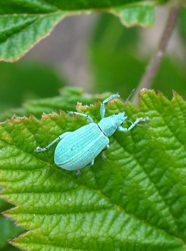 Polydrusus planifrons